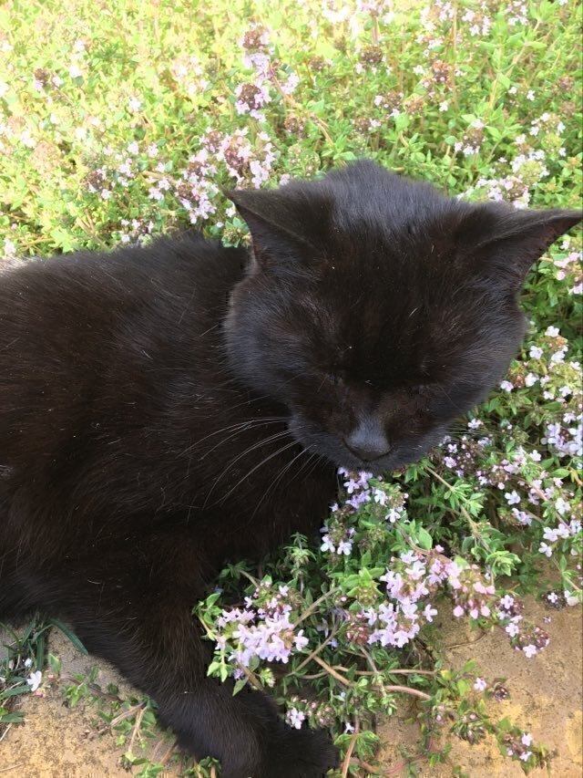 Ralik In Thyme