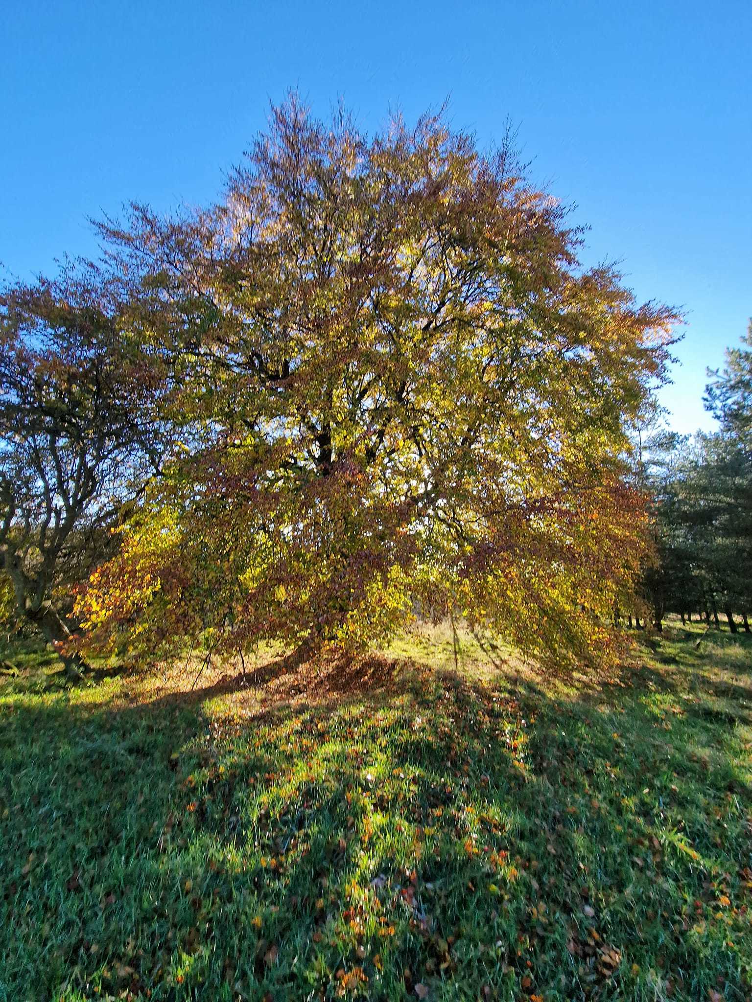 Tree of light