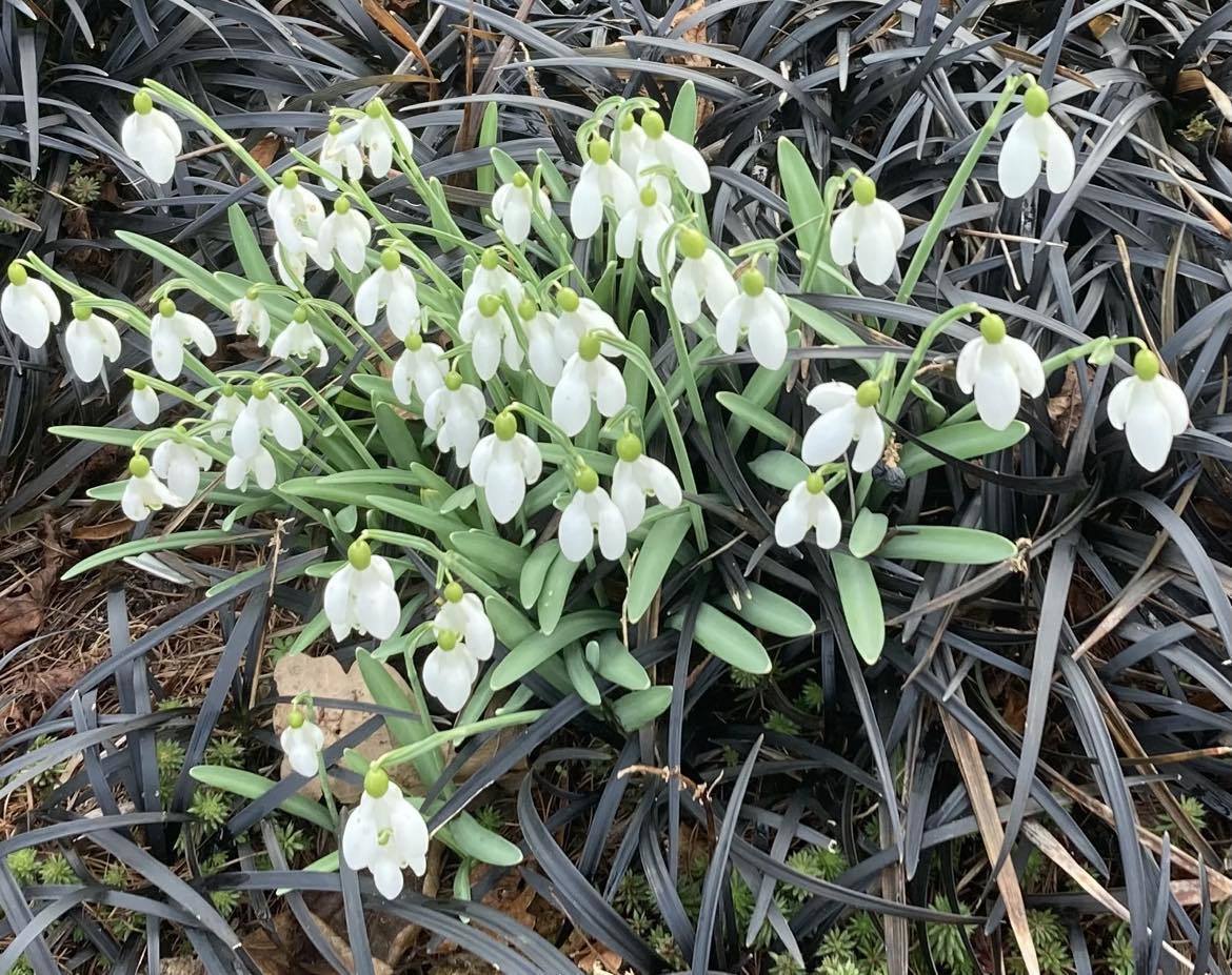 Snowdrops